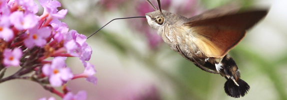 Convention on Biological Diversity