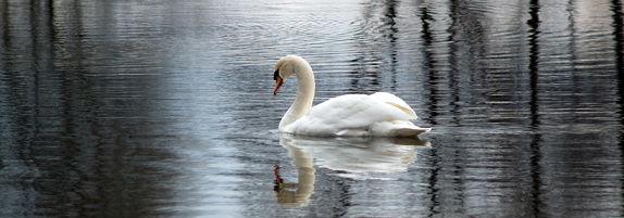 Convention on Wetlands of International Importance especially as Waterfowl Habitat